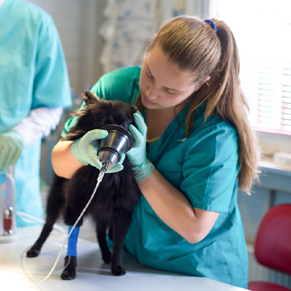 Stabilisation of the Patient